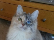 开云体育官网-若日尼奥的双王诅咒，进攻端神魔一体，塞内加尔提前终结巴西悬念