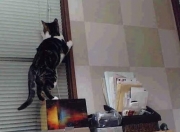 开云APP-以光为名的阴影，格列兹曼如何在葡萄牙对阵勒沃库森的巨人弑杀战中完成关键制胜？