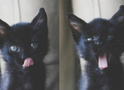 开云平台-硬仗的两副面孔，当卡瓦哈尔的坚盾，遇上加纳的利矛