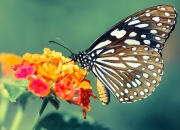 开云体育app-拉梅洛，唯一一颗拒绝计算的赛博心脏