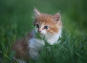 开云平台-穿城之刺，当奇才撕碎北境铁幕，凡人终见神明陨落