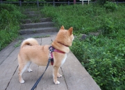 开云体育APP下载-沙尘暴与定海神针，资本浪潮中赖斯的钢铁中场统治