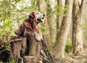 开云平台-荣耀与智慧，巴黎何以在季后赛焦点战中击败希腊？