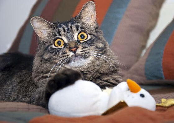 冰火淬炼，无名英雄布雷默如何用一场比赛定义北欧足球之魂