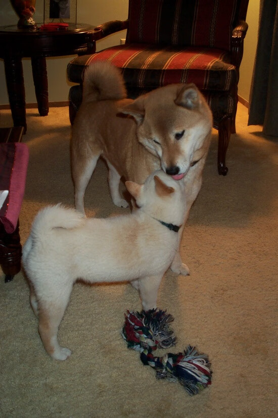 北欧风暴对决加泰巨人，哈兰德进攻端无人可挡，丹麦防线溃败于巴萨铁蹄