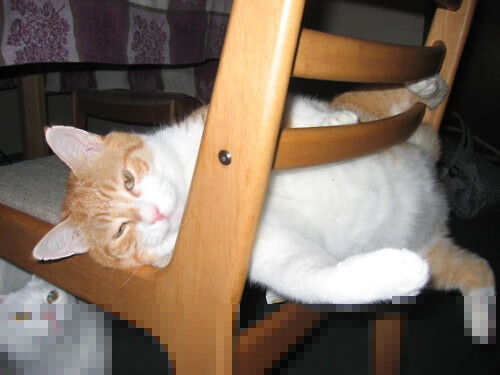 意甲焦点战惊现时空裂痕,猛龙连续得分压制魔术事件全记录