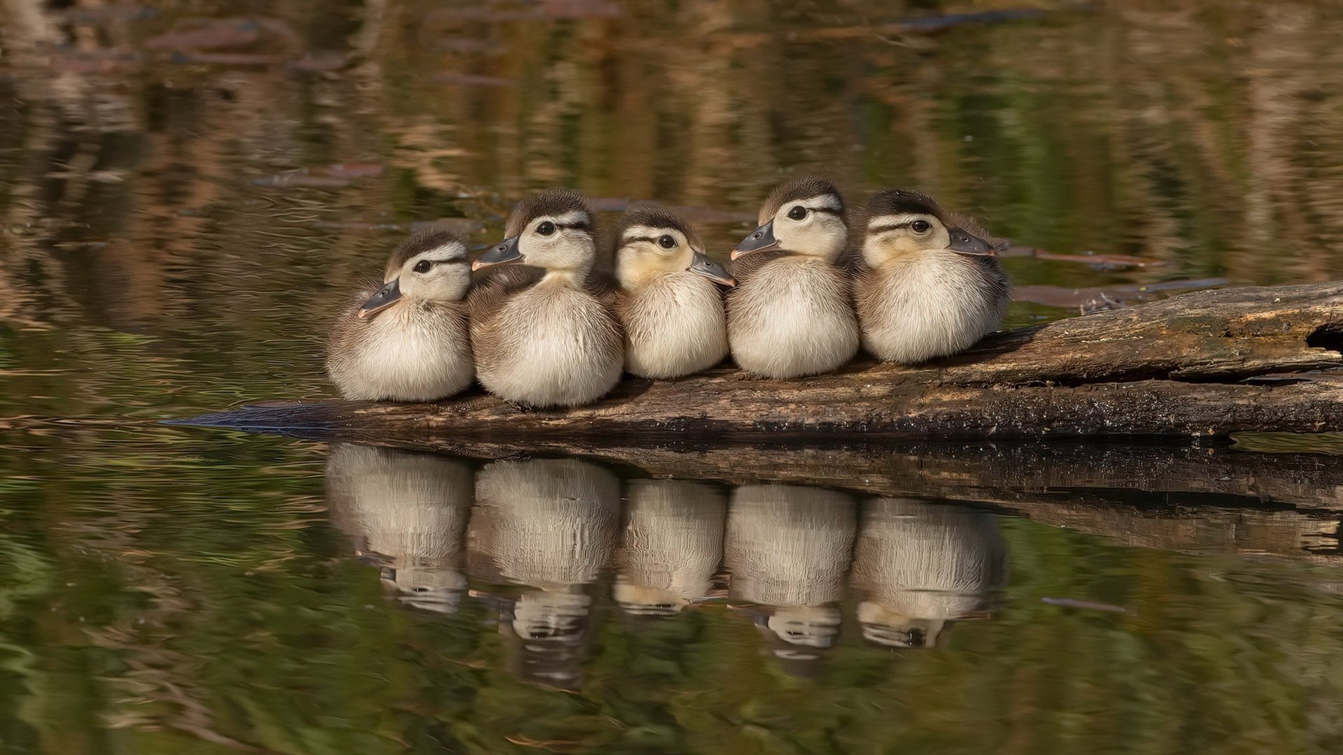 当东方明珠遇见绿茵传说,乔治的封神时刻