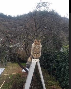 唯一解,当文班亚马在人群中连续命中,我理解了为何他是答案