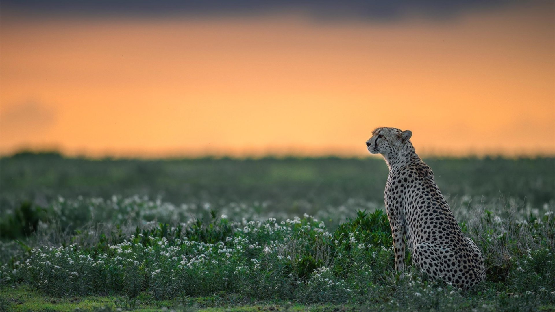 节奏艺术家与战术机器,库里与爵士的两种统治力