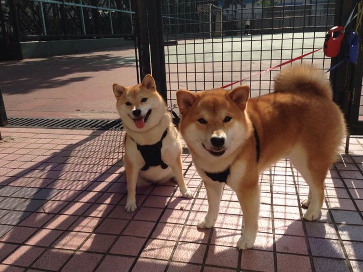 末节独得18分!新疆奇兵切特变身关键先生,率队险擒东北虎