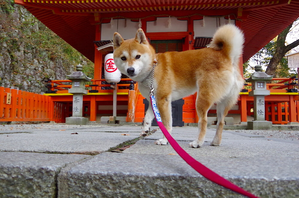 冰与火的碰撞,塔图姆最后一击熄灭广厦逆袭烈焰