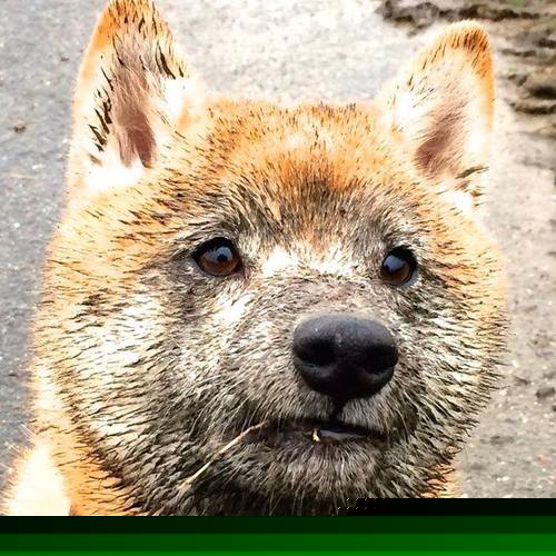 雷霆时代,青年近卫军的宣言与鹰隼的黄昏