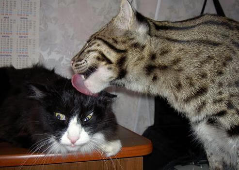 铜墙铁壁下的无声武器，戈麦斯如何成为苏格兰锁死委内瑞拉的关键先生