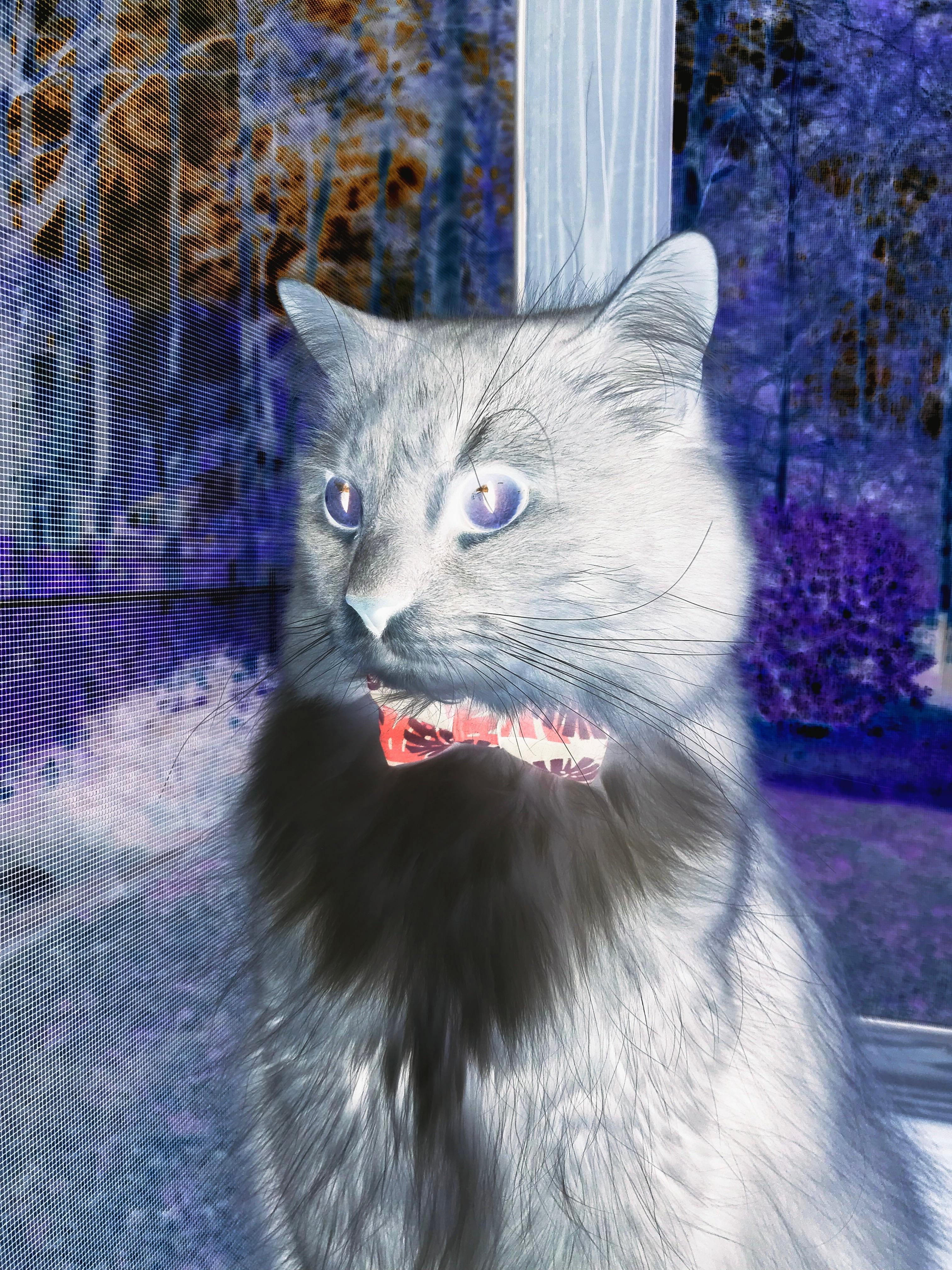 唯一性，骑士的掌控与福克斯的接管—体育世界的两种王冠