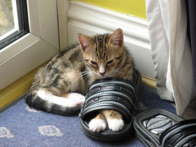 西亚卡姆重剑无锋显真章,火箭精密铁链封锁魔术