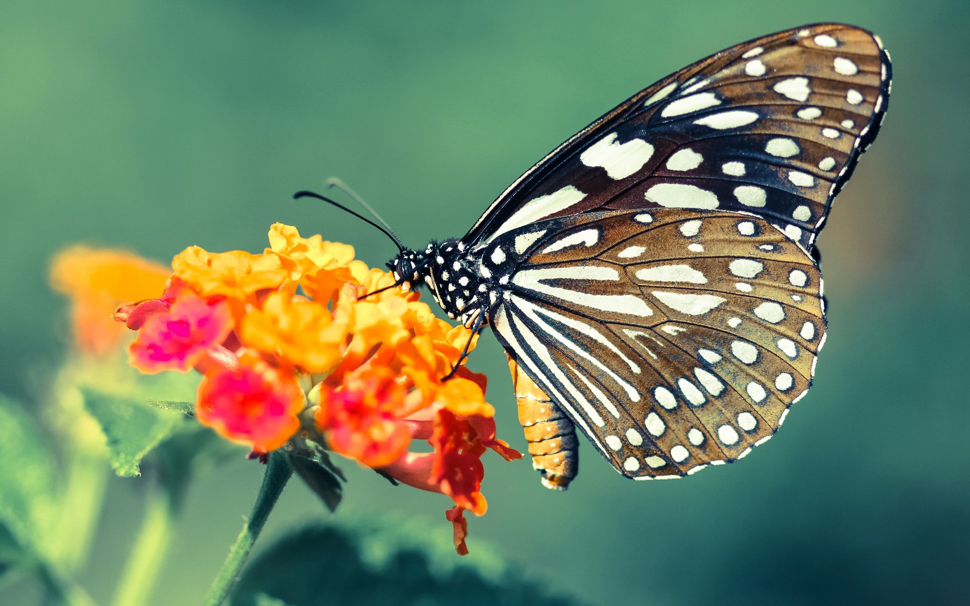 一人之舞，主宰胜负，詹姆斯如何主导天平向上海倾斜