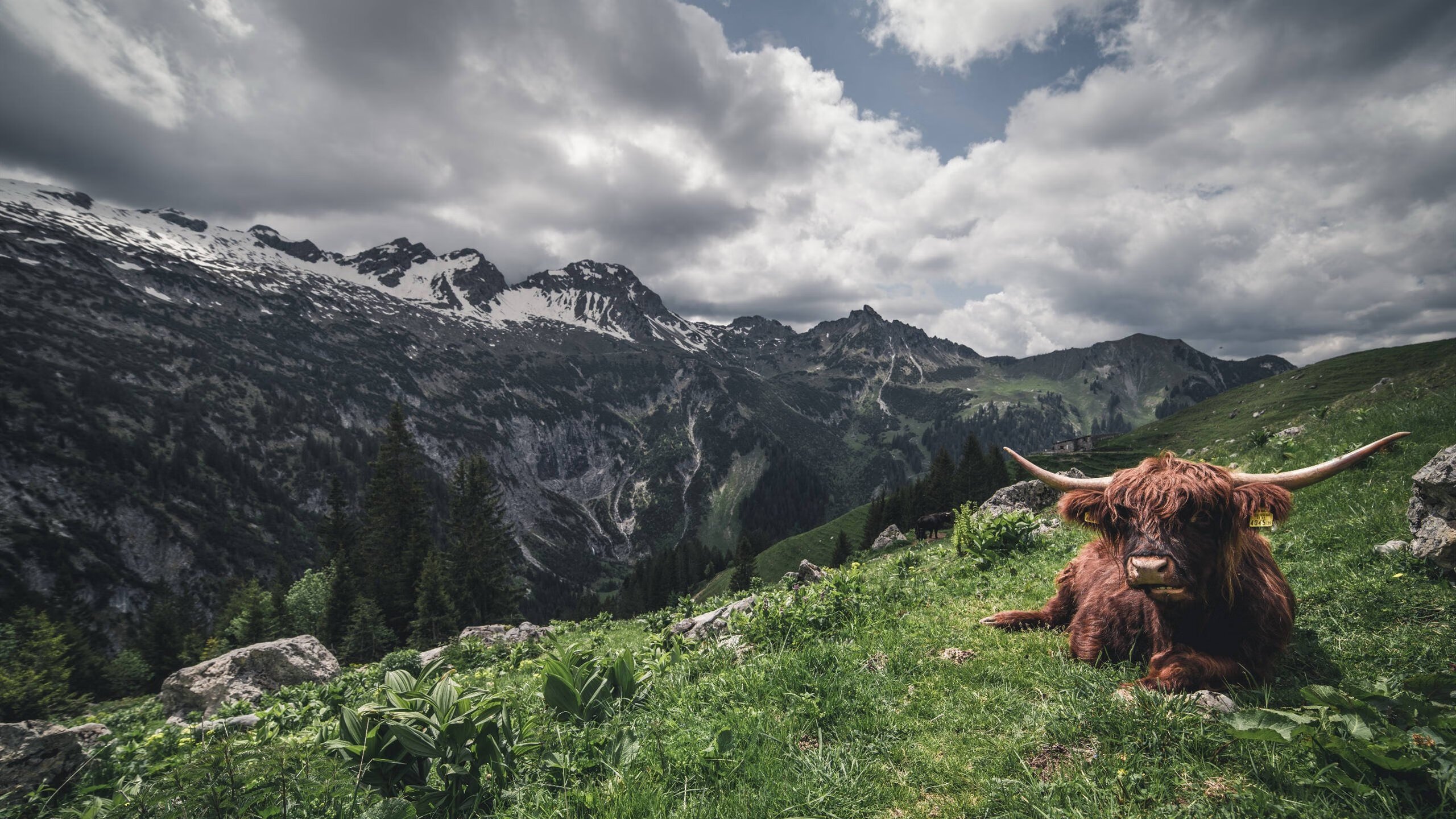 决战之心,从伊斯坦布尔之夜到CBA疆场,一切胜利都源于准备与本能的切换