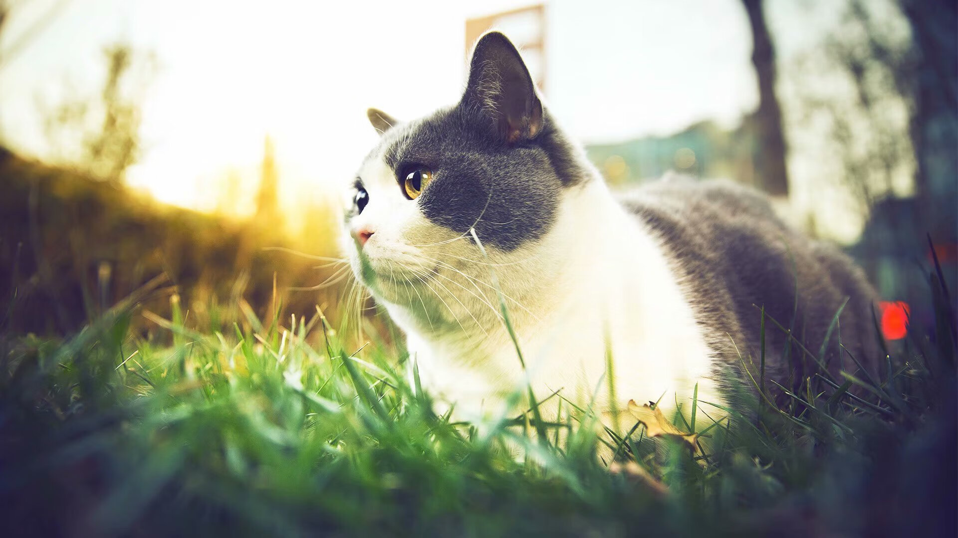 马克西单骑破阵,公牛主场沦陷记