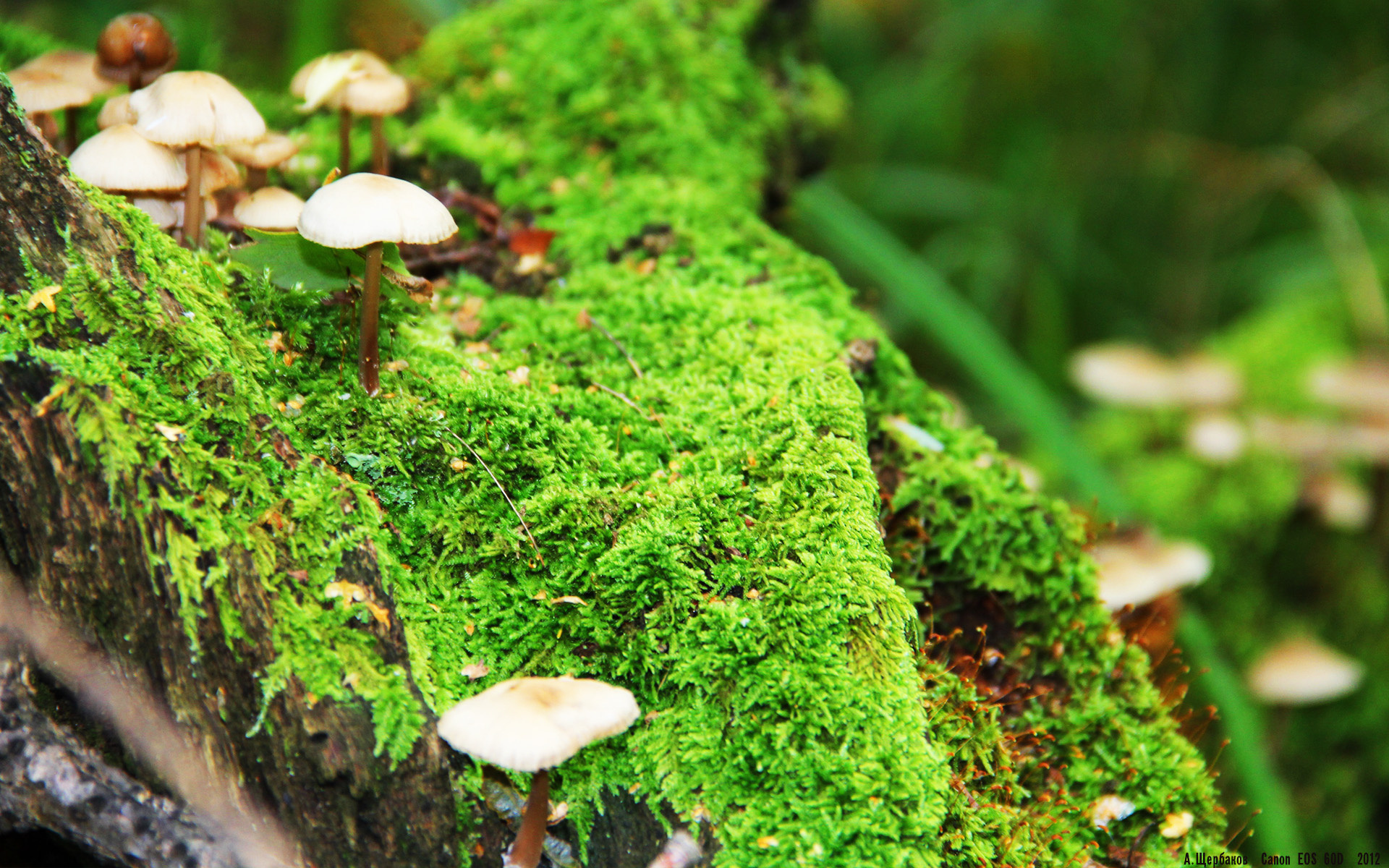 意甲焦点战之夜,绿茵场上的莫兰特式冠军级表演