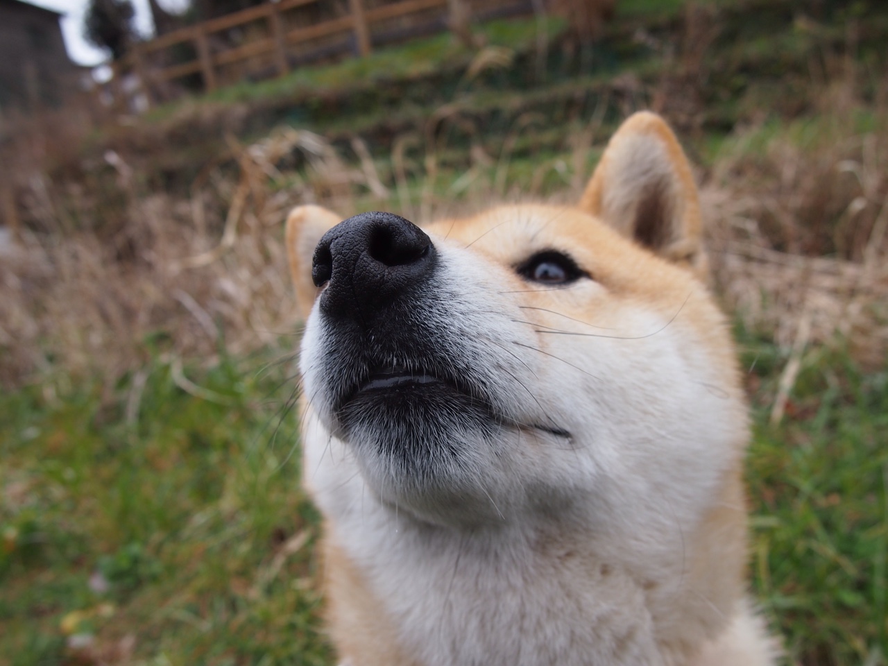 绿茵双星辉映，莫德里奇魔术惊艳四座，瑞士铁血连胜压制秘鲁