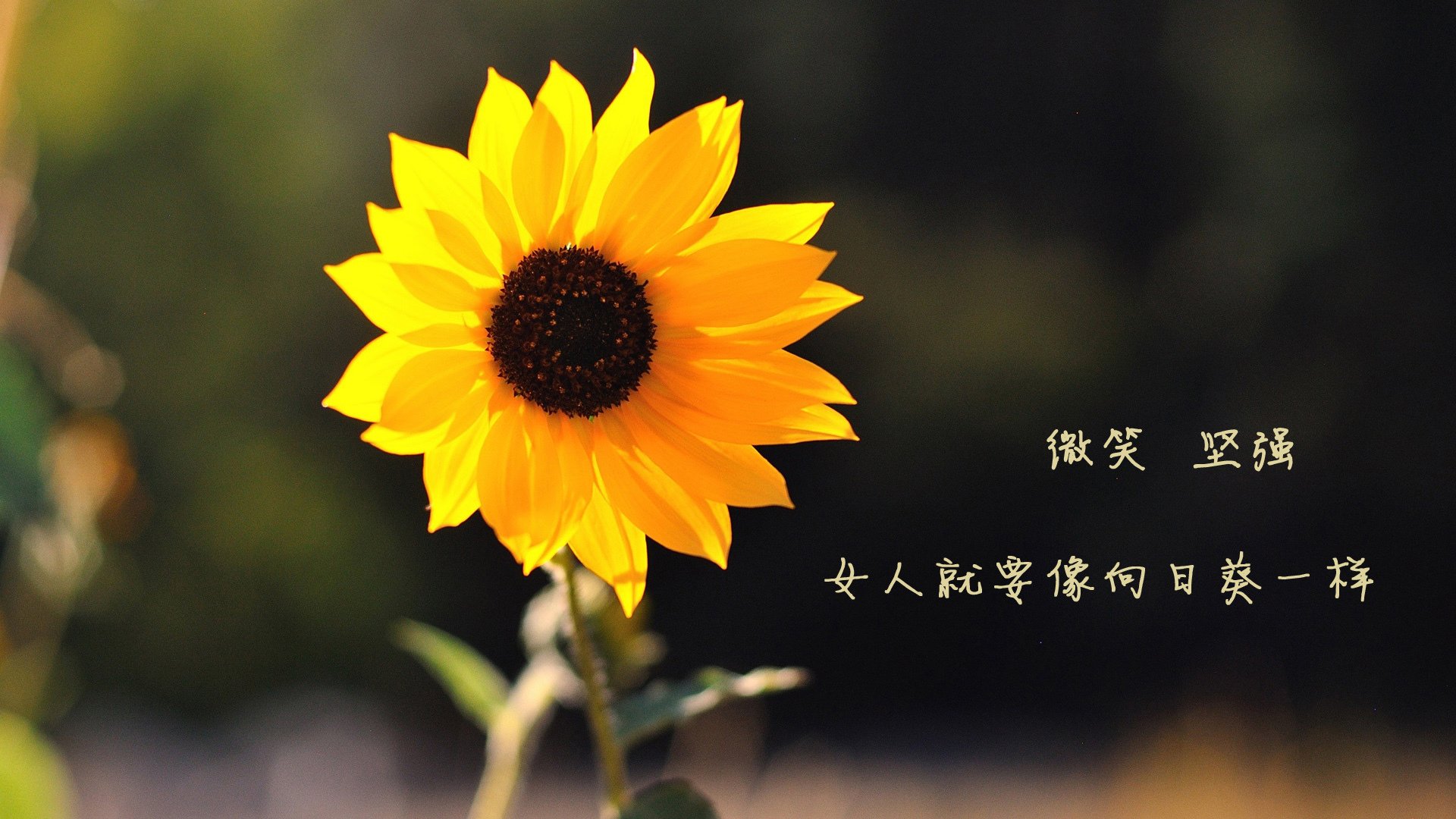 巴斯克惊雷，当团队完胜遇上个人爆发，布雷默在压力淬炼下的完美救赎